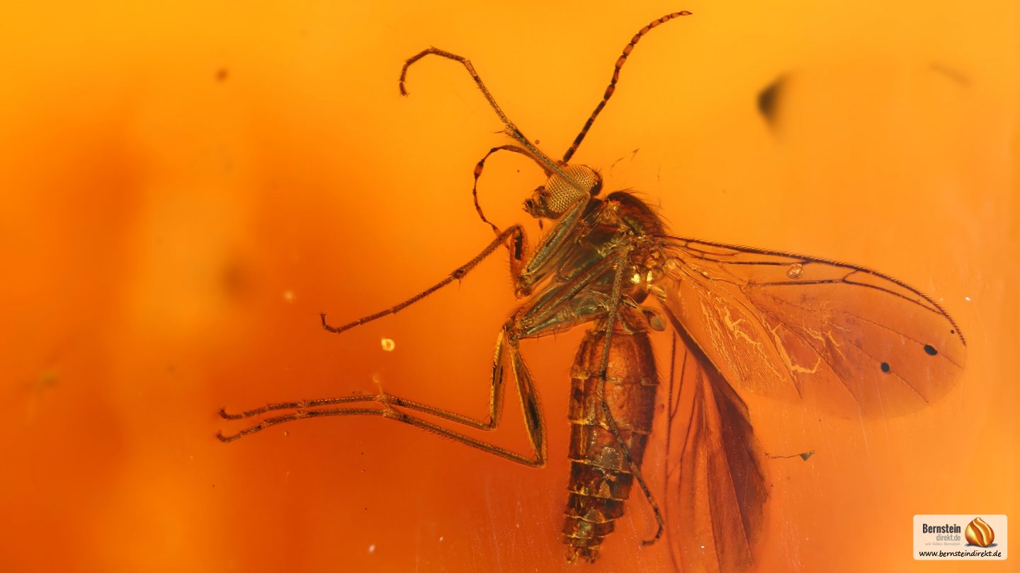 Mücke als Inkluse, Trauermücke als Einschluss im Baltischen Bernstein